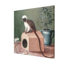 The Favourite Monkey of Carl Linnaeus Canvas Print