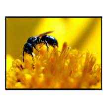The Feast Postacrd Postcard