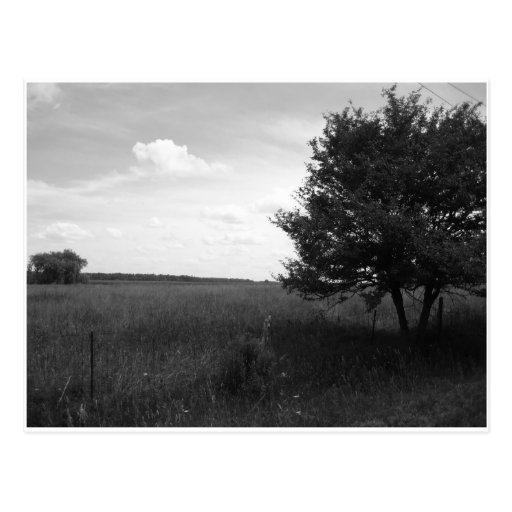 The Field Postcards