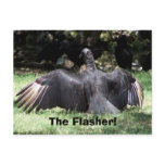 The Flasher! Postcards