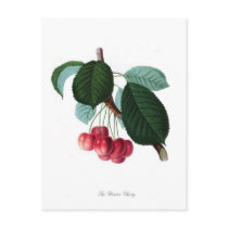 The Florence cherry Post Card