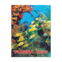 The Florida Reef in the Florida Keys Post Card