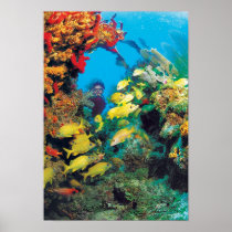 The Florida Reef in the Florida Keys Poster