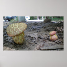 The Friendly Mushrooms Poster