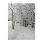 The Frosty Path Postcard