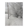 The Frosty Path Postcard
