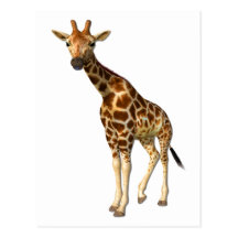 The Giraffe Post Cards