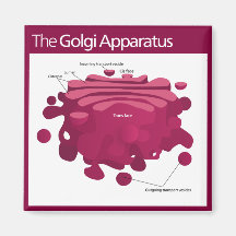 The Golgi apparatus Golgi complex Diagram Magnet
