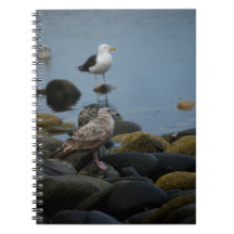 The Great Black-backed Gull Notebook