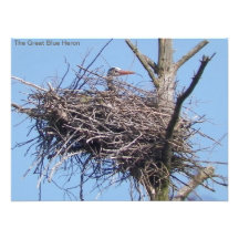 The Great Blue heron Poster print Photographic Print