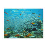 The Great coral barrier in Australia Postcard