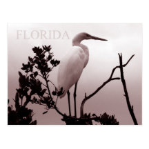 The Great Egret - Florida Keys Post Card