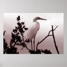 The Great Egret, Florida Keys Posters