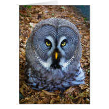 The Great Grey Owl Strix Nebulosa Lapland Owl Card