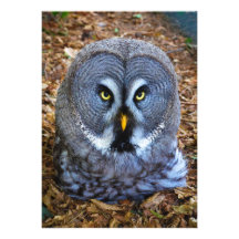 The Great Grey Owl Strix Nebulosa Lapland Owl Invite