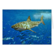 The Great White Shark Carcharodon Carcharias Cards