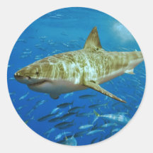 The Great White Shark Carcharodon Carcharias Round Stickers