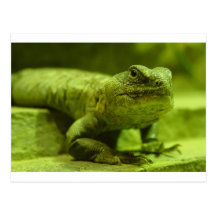The Green Lizard Post Card