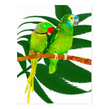 The Green Parrots Gifts Post Cards