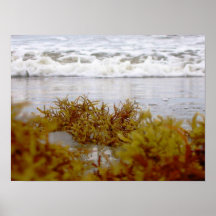 The Gulf Coast Posters