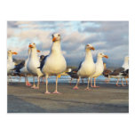 The Gull Gang Post Card