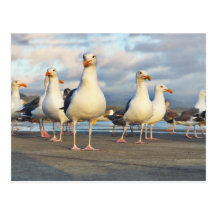 The Gull Gang Post Card