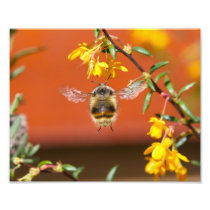 The Happy Bumble Bee photography