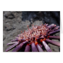 The Helment Urchin or Hå'uke'uke Card
