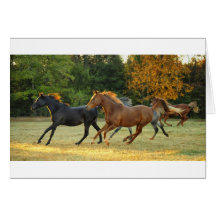 The Herd Card