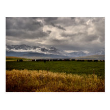 The Herd Post Card