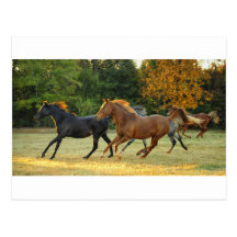 The Herd Post Card