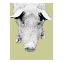 The Hog in Black and White Post Card