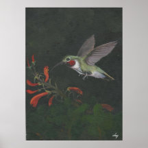the humming bird poster