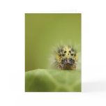 the hungry catapillar greeting card