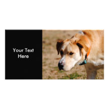 The Hunter II Yellow Lab Photo Cards
