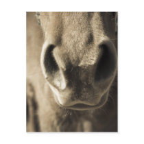 The Incredible Edible Mr. Ed Postcard