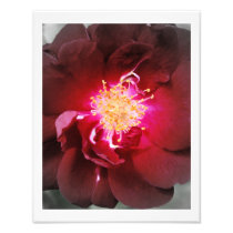 The Inner Fire - Red Rose Photography