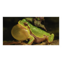 The Italian Tree Frog Hyla Intermedia Personalized Photo Card