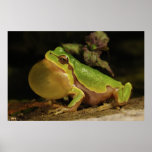 The Italian Tree Frog Hyla Intermedia Posters