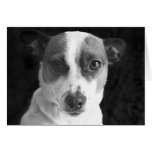 The Jack Russell Stare Greeting Cards