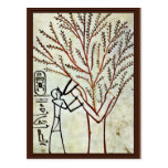 The King Is Fed From The Holy Tree (Lady Of The Sy Postcard
