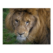 The King Postcard