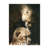 The Kiss Postcards