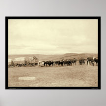 The Last Large Bull Train SD 1890 Posters