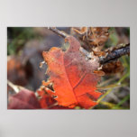 The Last Red Leaf Print