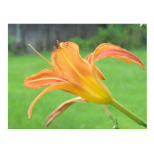 The Last Tiger Lily Post Cards