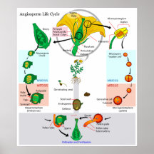 The Life Cycle of a Floral Plant Angiosperm Chart Poster