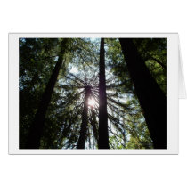 The Light Above cards
