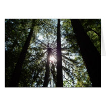 "The Light Above" cards