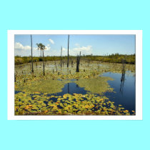 The Lily Pad posters